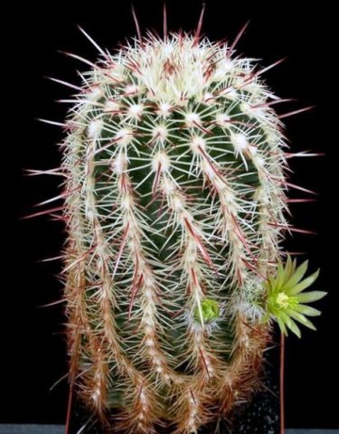 Echinocereus_chloranthus_2